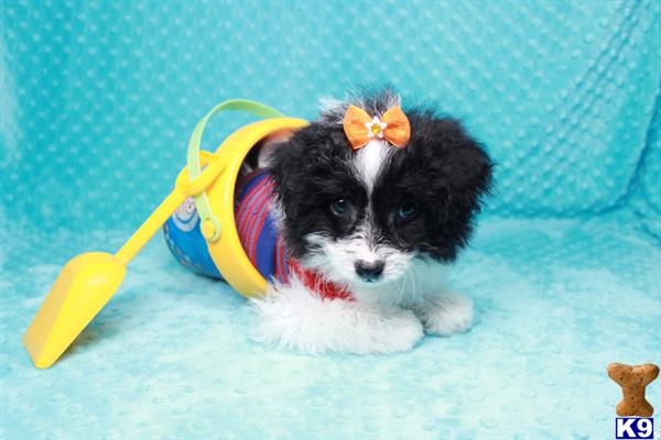 lvpuppyheaven Picture 2